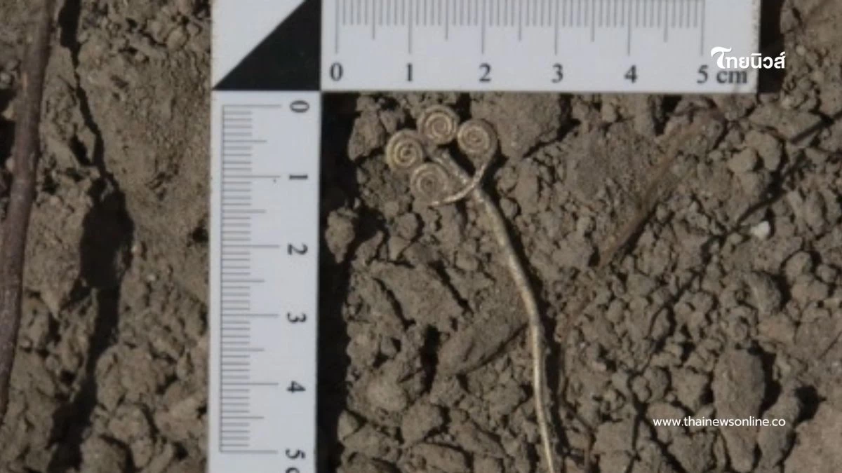 หายากสุด ๆ ตุรกีพบ เข็มกลัดทองคำ และ ชิ้นหยก อายุ 4,500 ปี