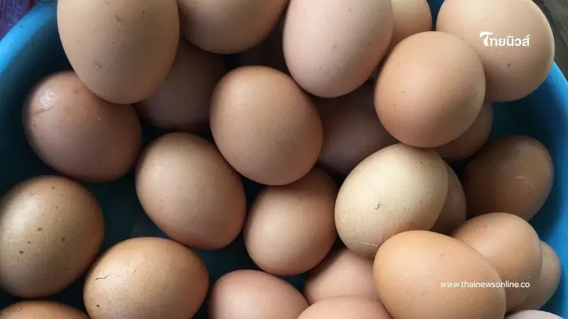 ไข่ไก่แต่ละเบอร์ เลือกยังไงให้ได้ประโยชน์สูงที่สุดสำหรับคุณ