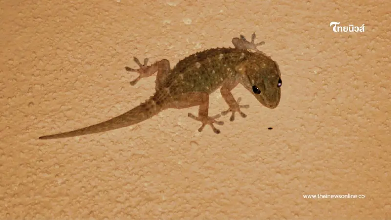 5 ต้นไม้ไล่จิ้งจก ตุ๊กแก วิธีธรรมชาติ ทำบ้านน่าอยู่ ไร้แขกกวนใจ