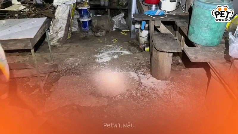 ช้างป่าทำร้ายชายวัย 61 ปี เจ้าหน้าที่ภูกระดึงเร่งเยียวยา