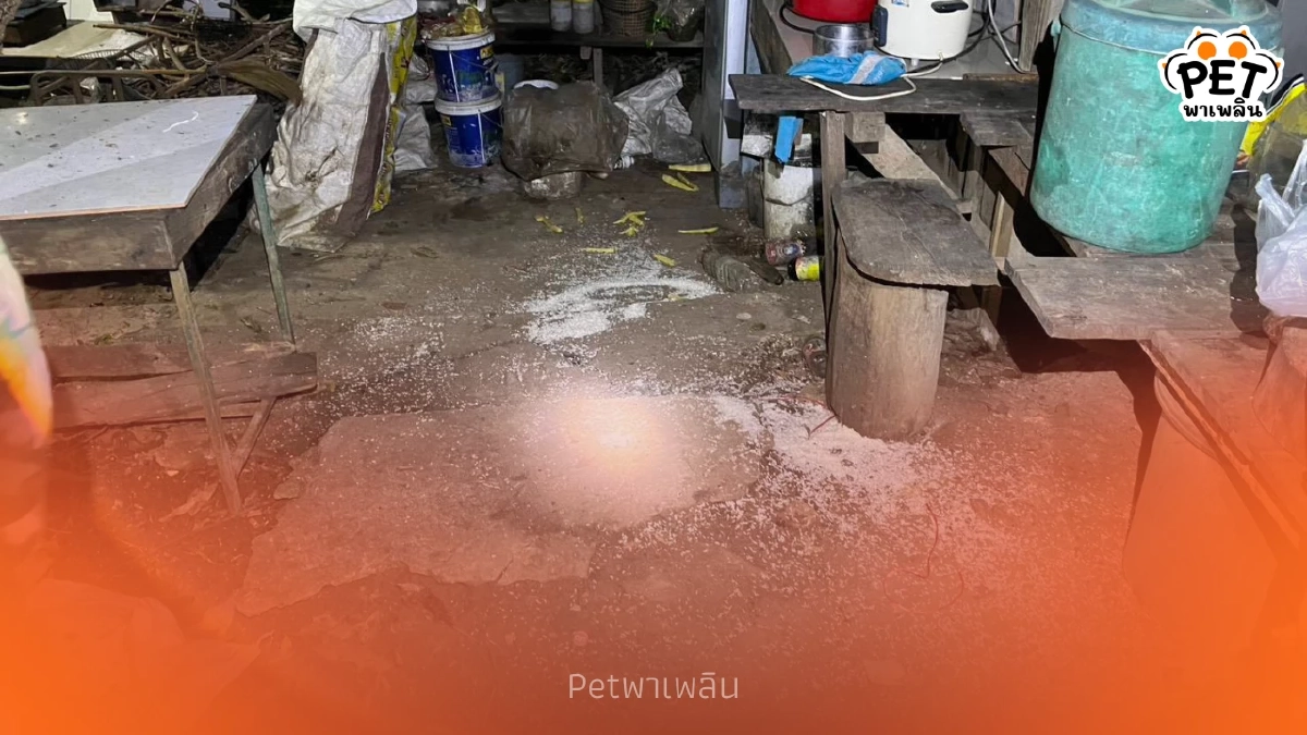 ช้างป่าทำร้ายชายวัย 61 ปี เจ้าหน้าที่ภูกระดึงเร่งเยียวยา ช้างป่าทำร้ายชายวัย 61 ปี เจ้าหน้าที่ภูกระดึงเร่งเยียวยา