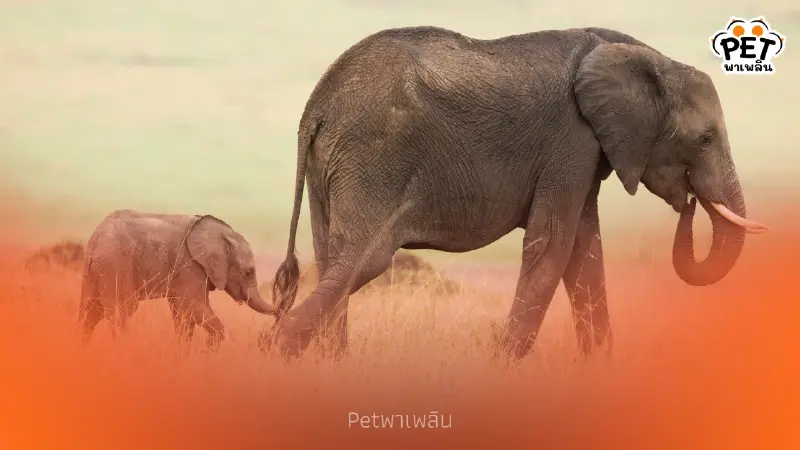 การสลัดลูกช้าง กลไกธรรมชาติสุดโหดเพื่อความอยู่รอดของโขลง
