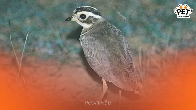 พบอีกครั้ง ‘นกเจอร์ดอนส์คอร์เซอร์’ หลังเชื่อว่าสูญพันธุ์ไป 20 ปี พบอีกครั้ง ‘นกเจอร์ดอนส์คอร์เซอร์’ หลังเชื่อว่าสูญพันธุ์ไป 20 ปี