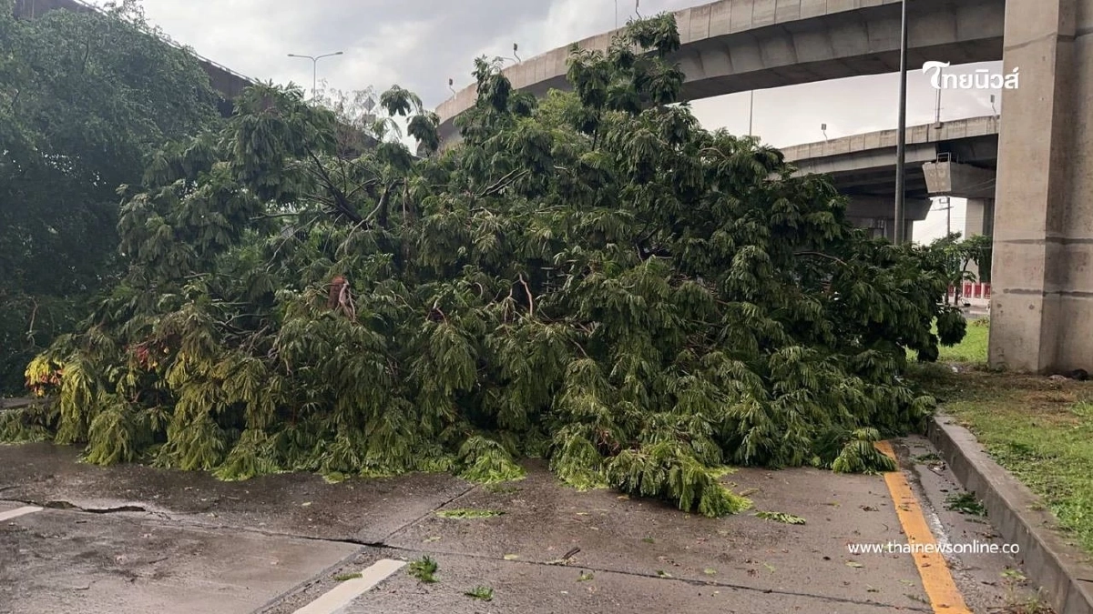 ฝนถล่มกรุงเทพฯ ต้นไม้ล้ม-หลังคาปลิว ทับบ้านเรือนและรถยนต์