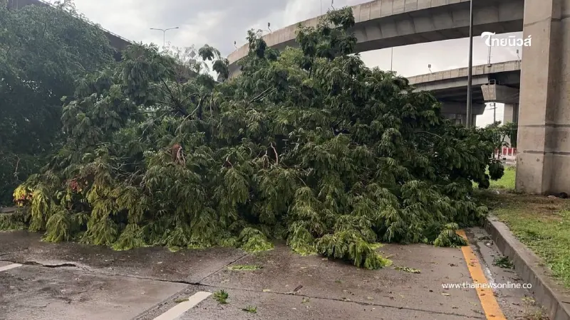 ฝนถล่มกรุงเทพฯ ต้นไม้ล้ม-หลังคาปลิว ทับบ้านเรือนและรถยนต์