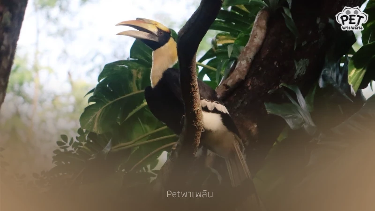 "นกกก" หรือ "นกกาฮัง" สัญลักษณ์แห่งรักแท้ของผืนป่าไทย "นกกก" หรือ "นกกาฮัง" สัญลักษณ์แห่งรักแท้ของผืนป่าไทย