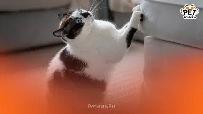 "การข่วนของแมว ไขความหมายการสื่อสารผ่านกลิ่นและภาพ"