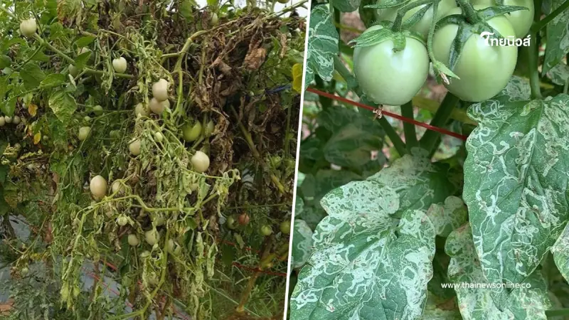 ระวังหนอนแมลงวันชอนใบ และโรคเหี่ยว ทำลายแปลงมะเขือเทศ