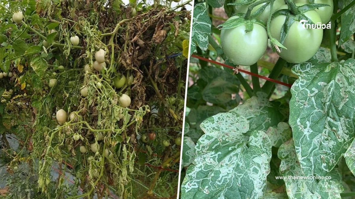 ระวังหนอนแมลงวันชอนใบ และโรคเหี่ยว ทำลายแปลงมะเขือเทศ ระวังหนอนแมลงวันชอนใบ และโรคเหี่ยว ทำลายแปลงมะเขือเทศ
