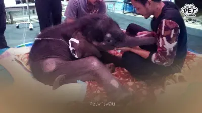 พังข้าวต้ม ยังไม่พ้นวิกฤต! ทีมสัตวแพทย์เฝ้า หลังพบภาวะน้ำตาลต่ำ
