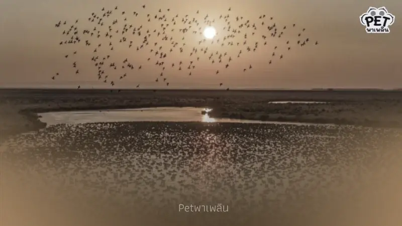 "มหัศจรรย์! ฝูงนกอพยพนับพันรวมตัวเหนือน่านน้ำซงฮวา" "มหัศจรรย์! ฝูงนกอพยพนับพันรวมตัวเหนือน่านน้ำซงฮวา"