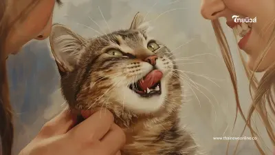 แมวกัด แปลว่าอะไร แยกให้ออกระหว่างรักหรือเกลียดกันแน่