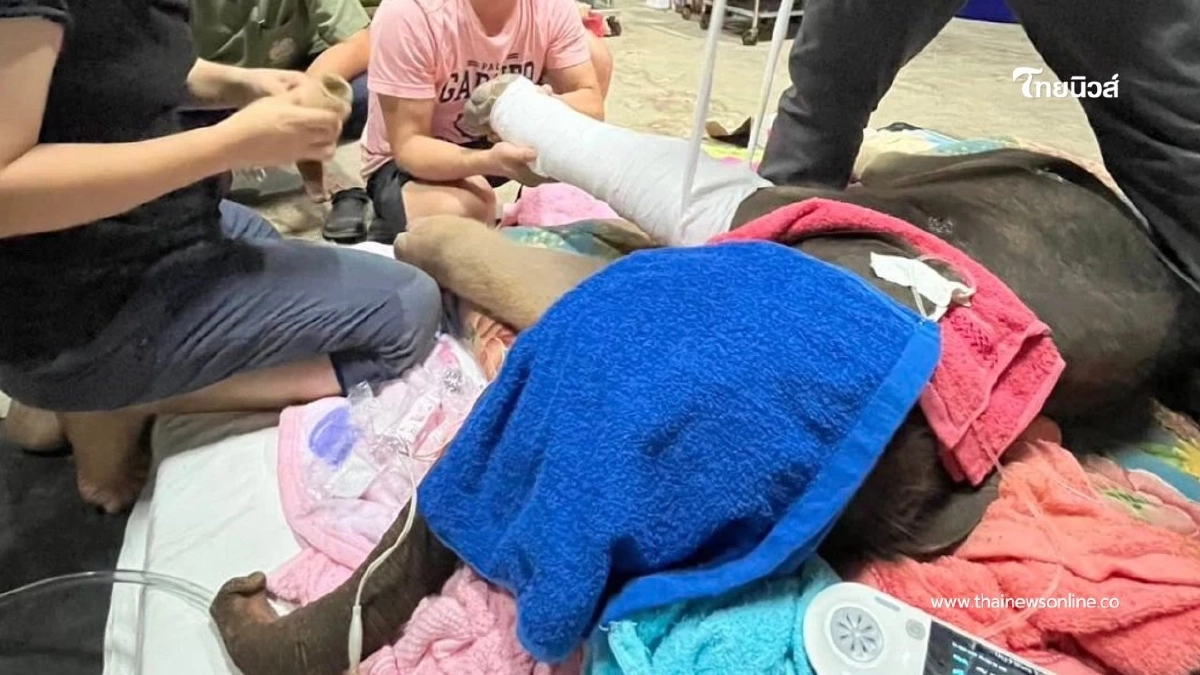 ลูกช้างเพศผู้ อายุเพียง 1 วัน ถูกแม่ช้างทำร้ายจนได้รับบาดเจ็บ