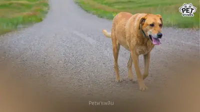 เปิดความลับ! “สนามแม่เหล็กโลก” ส่งผลต่อพฤติกรรมหมาแมวจริงหรือ