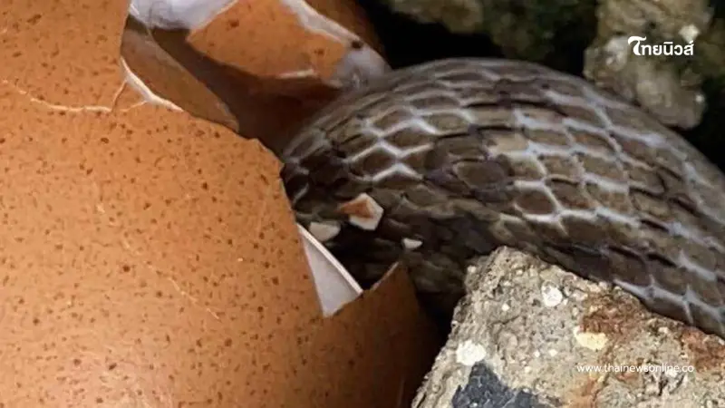 ฮาลั่น เจอ "งูจร" อีกครั้ง หลังเคยให้กินไข่ ชาวเน็ตเอ็นดูหนักมาก