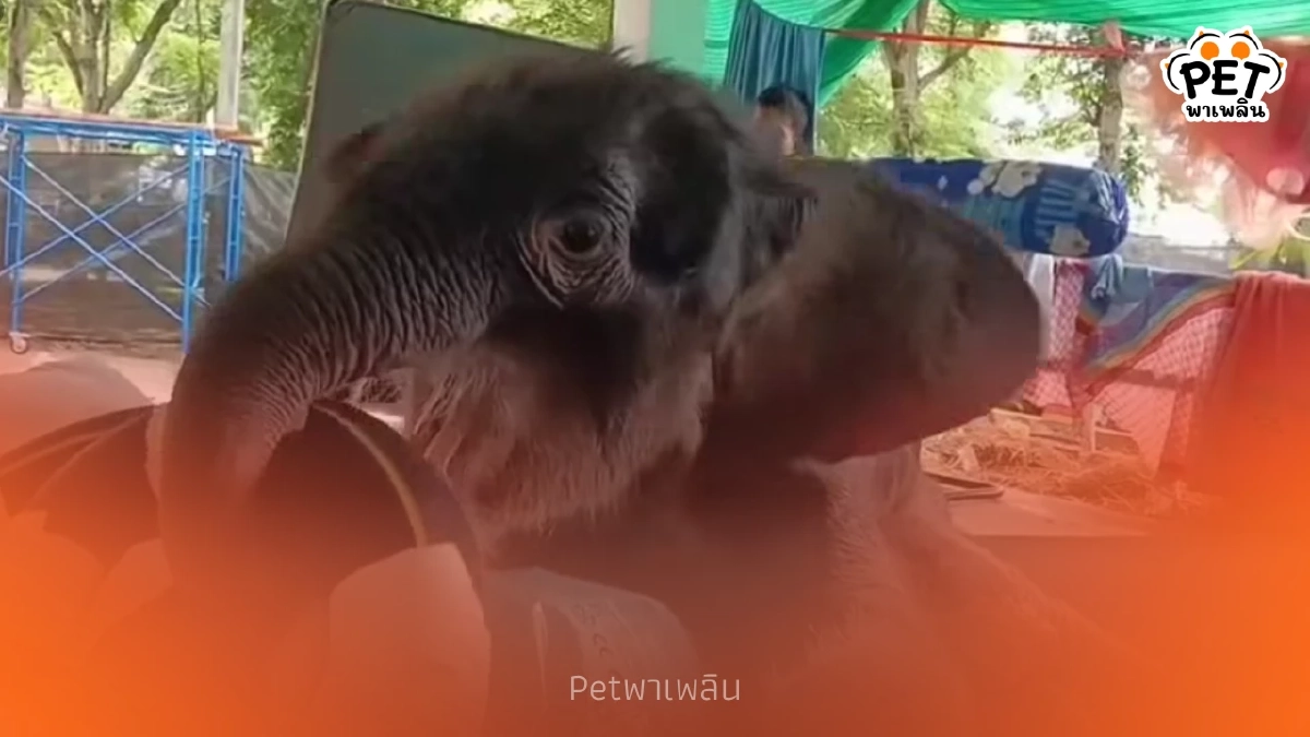 เผยอาการ "พังข้าวต้ม" ดีขึ้นต่อเนื่อง พยายามยืนเองได้แล้ว