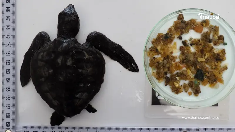 สลดหนัก ผลชันสูตรลูกเต่าหญ้า หาดกมลา ผ่าท้องดูหดหู่สุดใจ