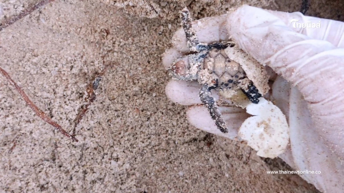 เต่ากระฟักไข่เกาะทะลุ รังสุดท้ายปี 68 สะท้อนความสมบูรณ์อ่าวไทย เต่ากระฟักไข่เกาะทะลุ รังสุดท้ายปี 68 สะท้อนความสมบูรณ์อ่าวไทย