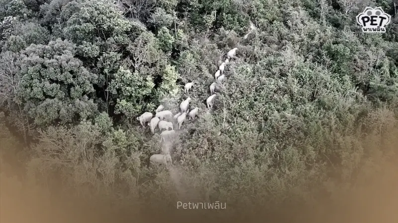 โขลงช้างป่าใหญ่สุดในภูหลวง กว่า 52 ตัว จ่าโขลงตัวใหญ่ที่สุดในเลย โขลงช้างป่าใหญ่สุดในภูหลวง กว่า 52 ตัว จ่าโขลงตัวใหญ่ที่สุดในเลย