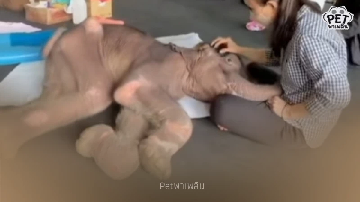 "น้องข้าวต้ม" ลูกช้างป่า สุขภาพดีขึ้น กินนมวันละ 4,000 ml.