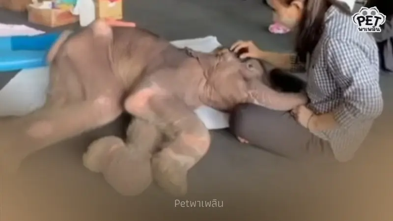 "น้องข้าวต้ม" ลูกช้างป่า สุขภาพดีขึ้น กินนมวันละ 4,000 ml. "น้องข้าวต้ม" ลูกช้างป่า สุขภาพดีขึ้น กินนมวันละ 4,000 ml.