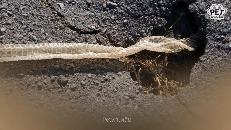 ไขความจริง “ต้นไม้ที่ดึงดูดงู” พร้อมแนวทางป้องกันงูเข้าบ้าน ไขความจริง “ต้นไม้ที่ดึงดูดงู” พร้อมแนวทางป้องกันงูเข้าบ้าน