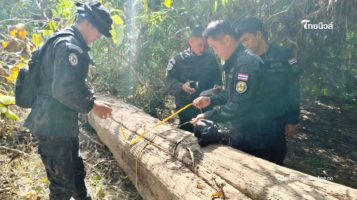 สายตรวจปราบปราม สบอ.11 สนธิกำลังยึดไม้สัก 7 ท่อนกลางป่าเขากระยาง สายตรวจปราบปราม สบอ.11 สนธิกำลังยึดไม้สัก 7 ท่อนกลางป่าเขากระยาง