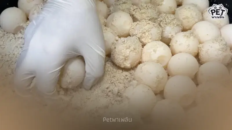 “แม่สายรุ้ง” เต่าตนุขึ้นวางไข่รังที่ 2 หมู่เกาะสิมิลัน