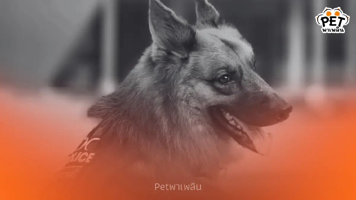สุดเศร้า! “ซาโบ้” สุนัขตำรวจ K9 จากช่อง “โบกะโบ้” จากไปอย่างสงบ