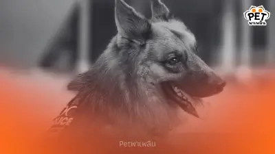 สุดเศร้า! “ซาโบ้” สุนัขตำรวจ K9 จากช่อง “โบกะโบ้” จากไปอย่างสงบ