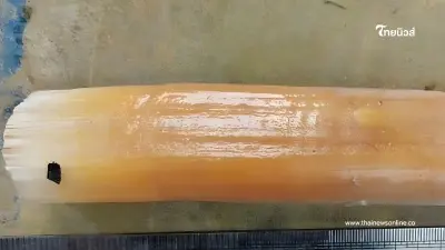 ใครลอบล่าค้า เขี้ยวพะยูน อย่าให้เหลือเพียงชื่อ 203 ชีวิตสุดท้าย