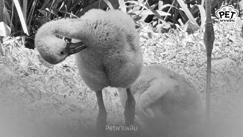 สวนสัตว์เปิดเขาเขียว ต้อนรับ ลูกนกฟลามิงโก้ 3 ตัว สุขภาพแข็งแรงดี สวนสัตว์เปิดเขาเขียว ต้อนรับ ลูกนกฟลามิงโก้ 3 ตัว สุขภาพแข็งแรงดี