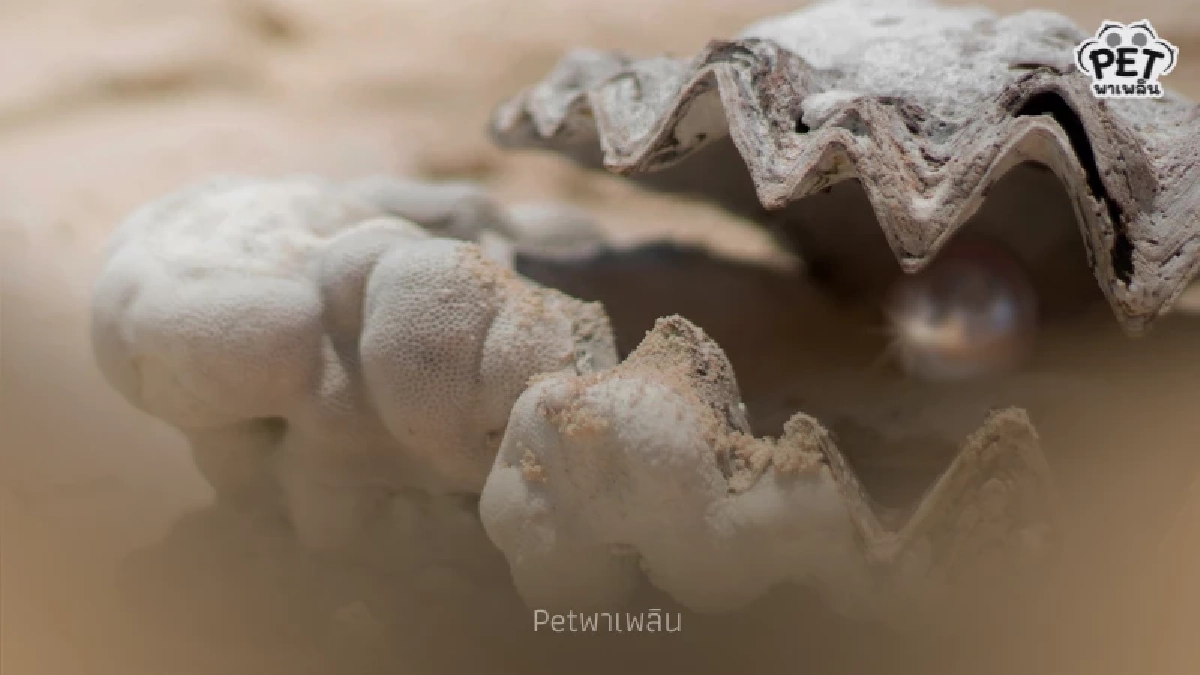 "ไข่มุกเกิดจากอะไร เผยความลับจากธรรมชาติในตัวหอยมุก" "ไข่มุกเกิดจากอะไร เผยความลับจากธรรมชาติในตัวหอยมุก"