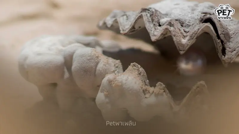 "ไข่มุกเกิดจากอะไร เผยความลับจากธรรมชาติในตัวหอยมุก" "ไข่มุกเกิดจากอะไร เผยความลับจากธรรมชาติในตัวหอยมุก"