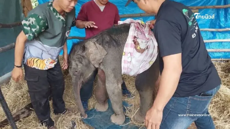 ลูกช้างป่าพลัดหลงฝูง พักฟื้นอยู่หน่วยพิทักษ์ป่าซับหวาย ล้มแล้ว