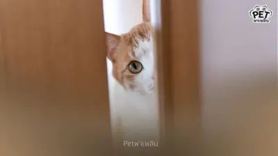 “สาเหตุที่แมวปลุกตอนเช้ามืด พร้อมวิธีแก้พฤติกรรมอย่างได้ผล”