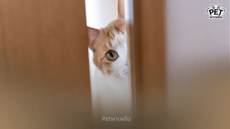 “สาเหตุที่แมวปลุกตอนเช้ามืด พร้อมวิธีแก้พฤติกรรมอย่างได้ผล” “สาเหตุที่แมวปลุกตอนเช้ามืด พร้อมวิธีแก้พฤติกรรมอย่างได้ผล”