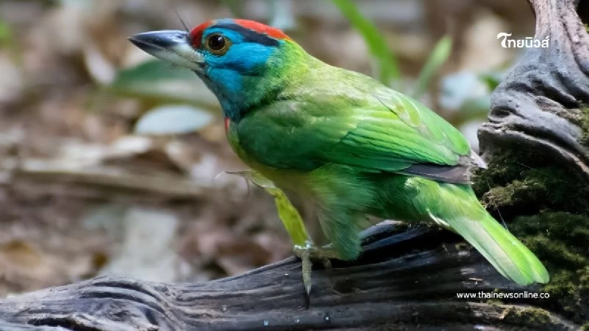 "นกโพระดกคอสีฟ้า" แห่งผืนป่าอุทยานแห่งชาติตากสินมหาราช "นกโพระดกคอสีฟ้า" แห่งผืนป่าอุทยานแห่งชาติตากสินมหาราช