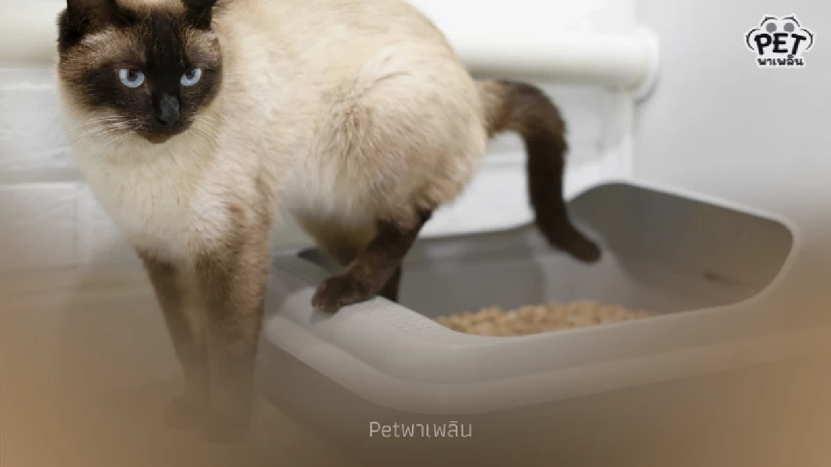 10 วิธีดับกลิ่นฉี่และอึแมวให้หมดจด ปลอดกลิ่นรบกวนในบ้าน