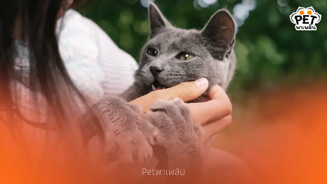 วิธีทำให้แมวรักและไว้ใจเจ้าของ ด้วยหลักเข้าใจธรรมชาติของแมว วิธีทำให้แมวรักและไว้ใจเจ้าของ ด้วยหลักเข้าใจธรรมชาติของแมว