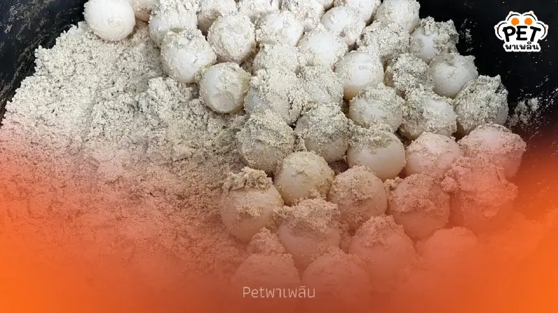เต่าตนุ วางไข่ที่หมู่เกาะสิมิลัน เร่งย้ายไข่ สู่พื้นที่ปลอดภัย