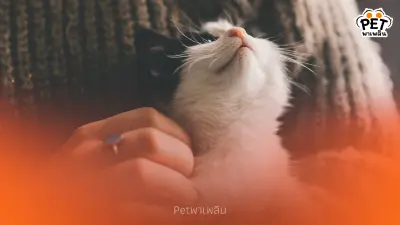 "ทำไมแมวถึงอ้อนตอนเช้า? เผย 3 เหตุผลที่เจ้าของต้องรู้"