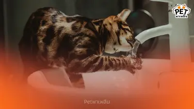 แมวควรดื่มน้ำวันละเท่าไหร่? วิธีคำนวณปริมาณน้ำที่เหมาะสม