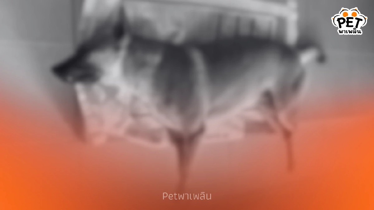"สะเทือนใจ!! น้องหมาถูกวางยาเบื่อดับหน้าบ้านตัวเอง"