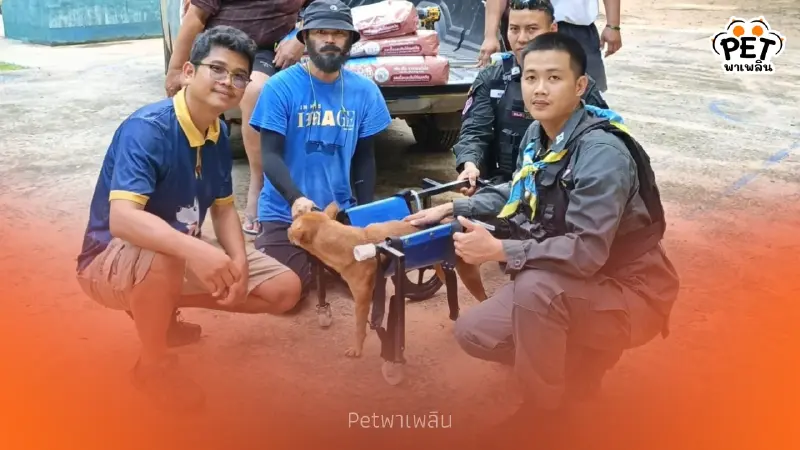 หาบ้านใหม่ด่วน หมาชายแดนสุรินทร์ “ขาขาด” ตชด. ช่วยชีวิตไว้