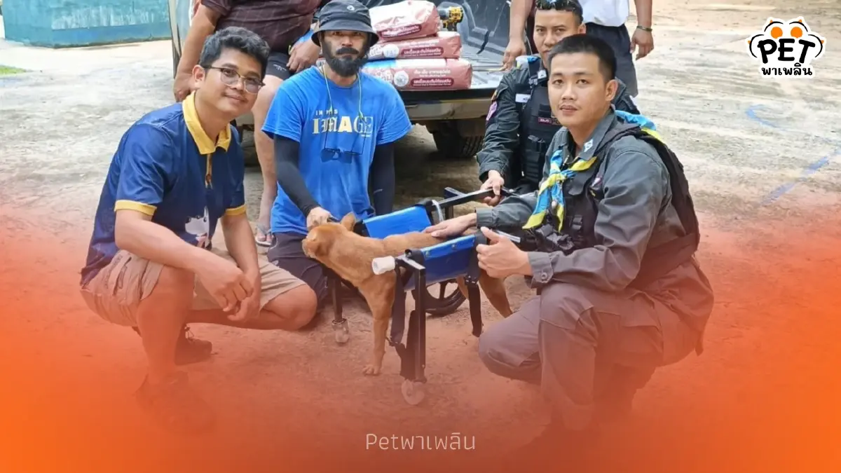 หาบ้านใหม่ด่วน หมาชายแดนสุรินทร์ “ขาขาด” ตชด. ช่วยชีวิตไว้ หาบ้านใหม่ด่วน หมาชายแดนสุรินทร์ “ขาขาด” ตชด. ช่วยชีวิตไว้