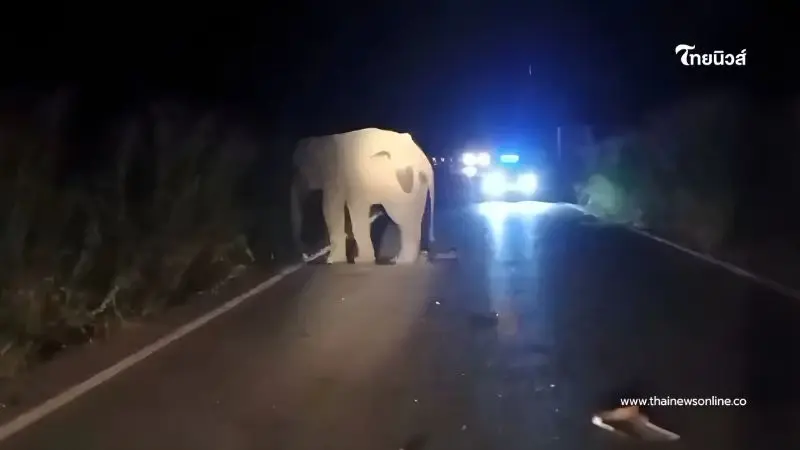 ติดตามอาการช้างป่าเขาอ่างฤาไน หลังถูกรถกู้ภัยชนได้รับบาดเจ็บ ติดตามอาการช้างป่าเขาอ่างฤาไน หลังถูกรถกู้ภัยชนได้รับบาดเจ็บ