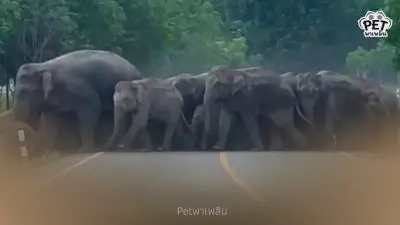 กรมอุทยานฯ ผุดแนวคิด ใช้วัคซีนคุมกำเนิดช้างป่าตะวันออก