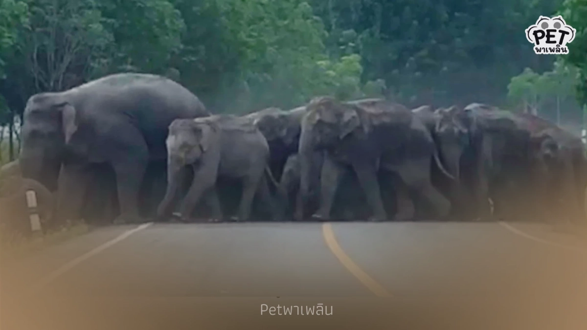 กรมอุทยานฯ ผุดแนวคิด ใช้วัคซีนคุมกำเนิดช้างป่าตะวันออก กรมอุทยานฯ ผุดแนวคิด ใช้วัคซีนคุมกำเนิดช้างป่าตะวันออก