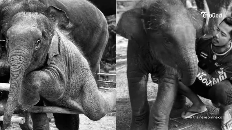 เศร้า "น้องเมอร์รี่" ลูกช้างแสนซน สู้ไม่ไหว กลับดาวกลางดึก